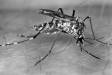 A number of different mosquitos transmit the yellow fever virus to humans. This is a picture of the Aedes aegypti mosquito, a day-biting mosquito that transmits yellow fever in Africa.